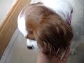 Molly My Puppy! 1/3