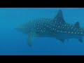 Sharks of Malpelo island Colombia