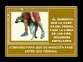 ENTRENAMIENTO CANINO