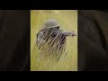 Video homenagem a infantes da FAB, com destaque ao PARA-SAR, grupo de resgate e salvamento Brasileiro Infantaria FAB '' Defendendo na terra o domínio dos céus !!! ''
