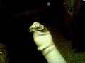 Tube Sock, Wiget