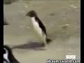 steve-ballmer-versus-tux.html