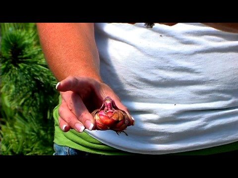 how to replant flower bulbs