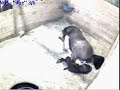 Niki Foaling