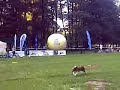 DOG CHOW DISC CUP '08 - #7