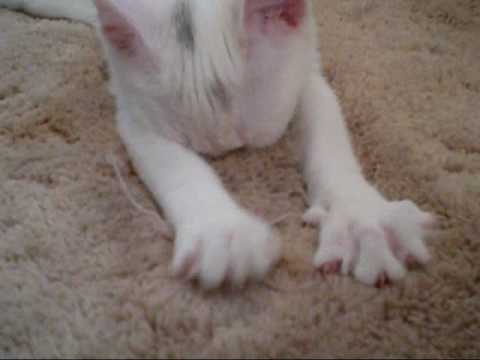 Baby kitten kneading