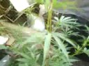 videos de los cogollitos engordando poco a poco
