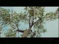 Acacia Trailer 3