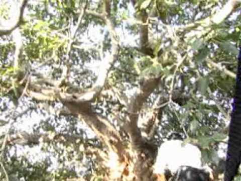 18 siddhar - இடைக்காட்டு சித்தர் வசித்த குகை திருவண்ணமலையில் உள்ள அண்ணாமலை மீது அடையாளம்...
