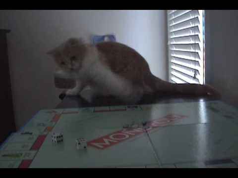 monopoly board monopoly board