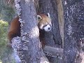 Red Panda Red Panda