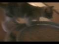 Kitten music video!!!