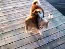 Pothole Sheltie vacation