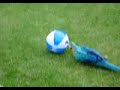 ARA mit Wasserball