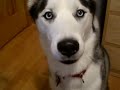 Kaiser-Really-Wants-
