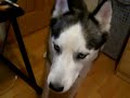 Kaiser Really Wants My Food