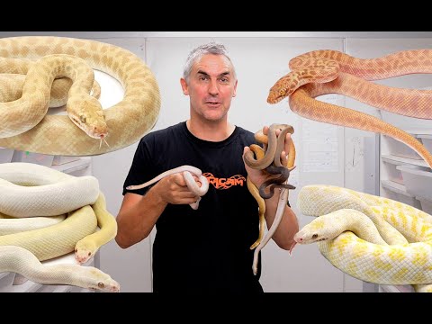 YouTube reptile video
