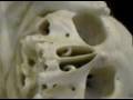 Skull of Thomas Strode, Beaminster Church, 1698 Feb 4th