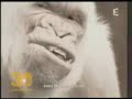 version revisit�e du g�n�rique de 30 millions d'amis par les d�lirants m�talleux d'ultra vomit.

de la connerie en perspective!