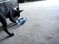 Doobee eating from a water bottle Doobee eating from a water bottle