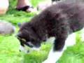 Alaskan Malamute video