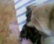Simba playing