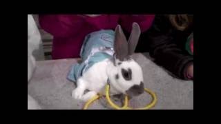 Bunny Rabbit Costume Contest - Santa Rosa 4H