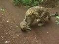 Shiraz, le b&eacute;b&eacute; l&eacute;opard du zoo de Dou&eacute;
