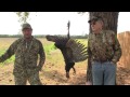Bowhunting: Turkey Hunting Huge Toms.