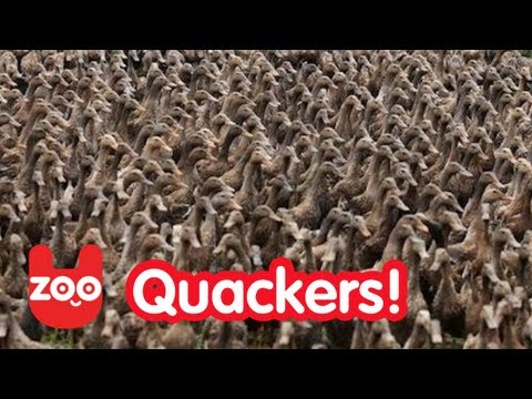 Meet Mr. Hong and His 5,000 Ducks photo Meet Mr. Hong and His 5,000 Ducks picture
