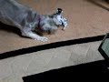 Dog vs Robopet round 2 Dog vs Robopet round 2