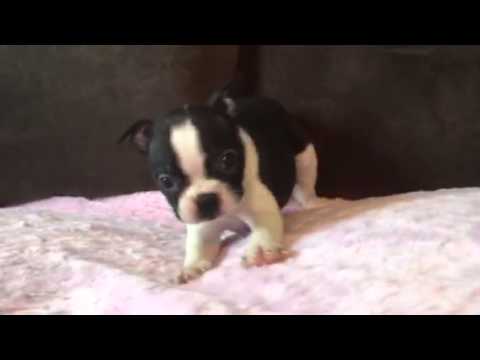 PLAYFUL BABY GIRL CRYSTAL