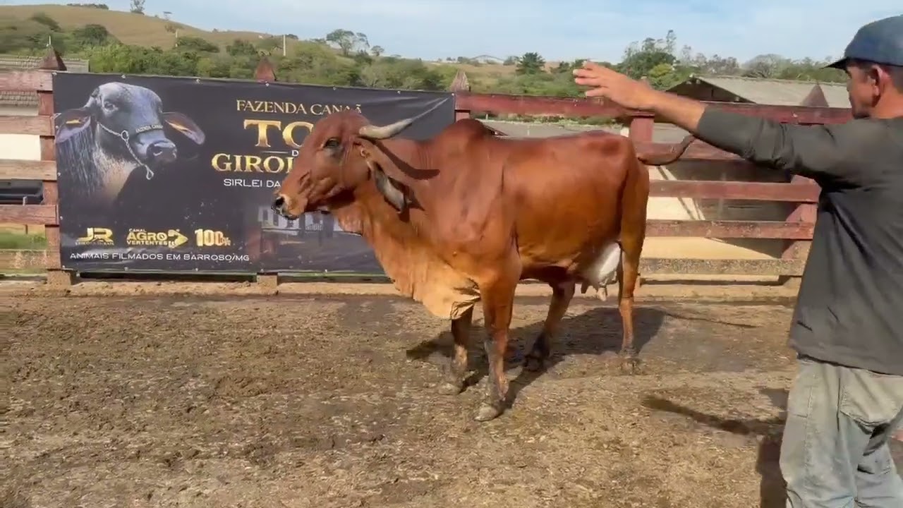 LOTE 00