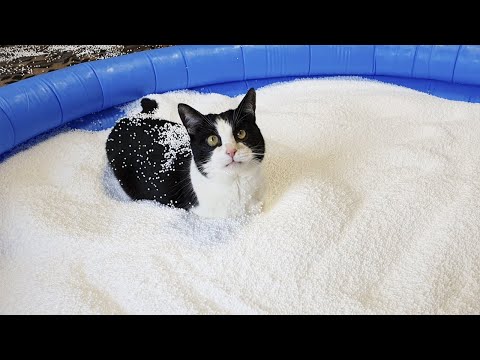 Pool of Bean Bag Filling. Cat's Reaction