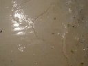 dead jellyfish