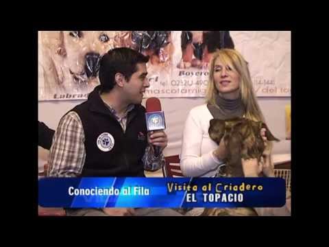 fila brasileiro