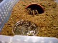 Aphonopelma seemani funny episode