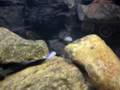 1460 liters malawi rov'