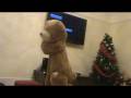 videos de Boy In Bear Suit Gets Smashed With A Pillow