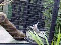 Matrix Fight Scene - As performed by Lemurs