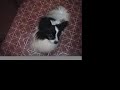 Click here to watch this video トイレしてから食事するパピヨン犬