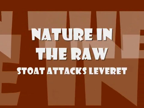 Stoat attacks young hare and kills it