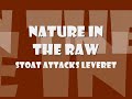 Stoat attacks young hare and kills it
