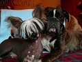 Chinese crested dog