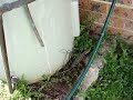 lizard in my backyard