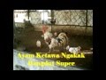 Ayam Ketawa Dangdut Super Bakarung Kandangan