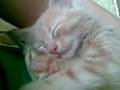 videos de Twitching kitten