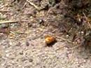 Can anyone identify this insect?