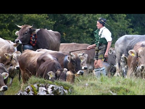 Almabtrieb im Allgu: Ende des Sommers wird eingelutet