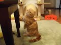 こまちゃんの２足立ちの映像をＴＶで見ていると･･･、こまがテーブル下で柱に手をつけてはいますが、地味に２足立ちをしていました。気づくまでに１分ぐらいかかったのですがその間中ずっと立っていたみたいです･･･。